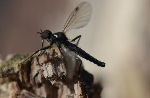 Bibio clavipes